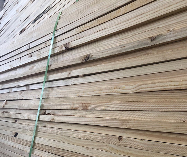 玉环巴西松